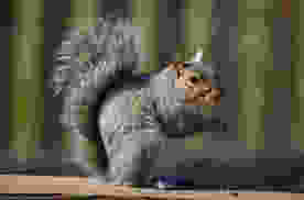 squirrel