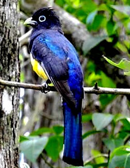 Bird Coba