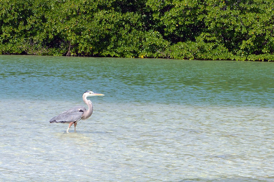 Heron Sian Kaan