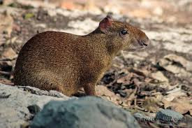 coati