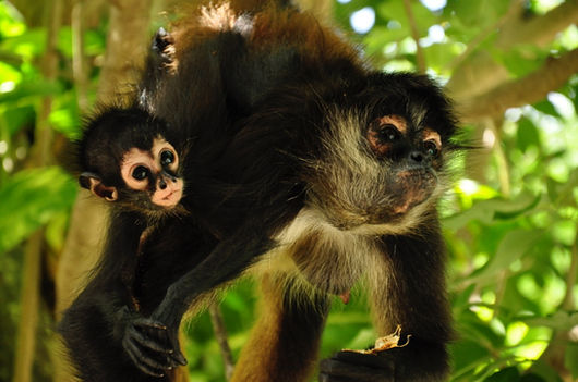 monkey