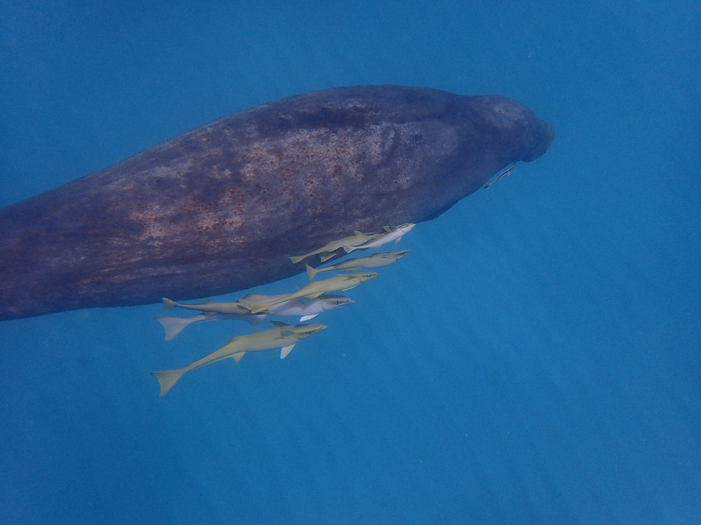 Manatee (23) - Copy