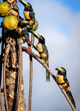 Aracaris en papaya silvestre