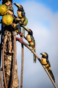 Aracaris 