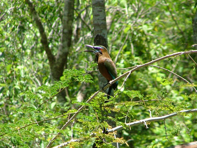 Motmot jungle 