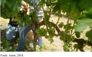 Desfolha na qualidade da uva e do vinho 'Pinotage' na região de Dom Pedrito 
