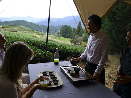 Green Tea Culture in Mino