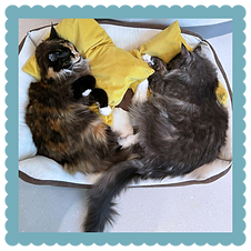 Two cats sitting side by side, one orange and one black