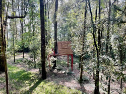 Bosque