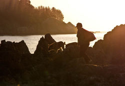 Picking up seaweeds. Dichato, Chile.