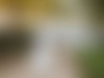 שמלות כלה זולות