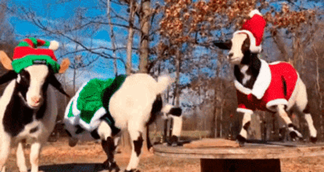 goats-christmas.gif