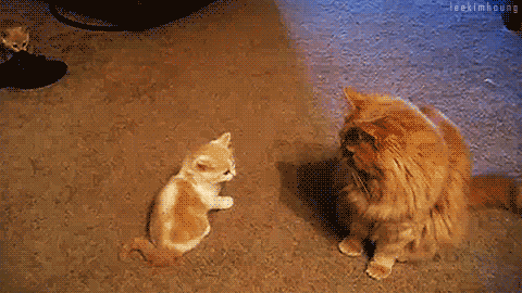 7ugd.gif