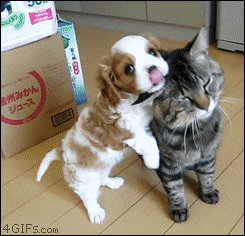 jgjhgj.gif