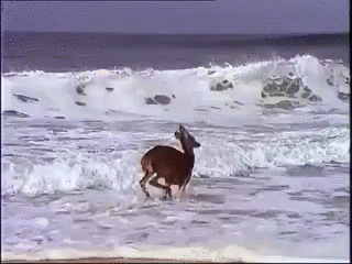 try0p.gif