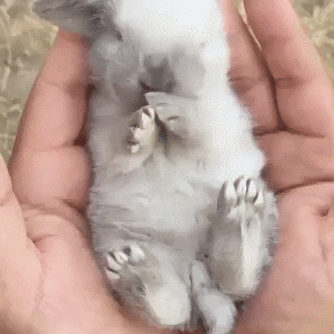 baby bunny.gif