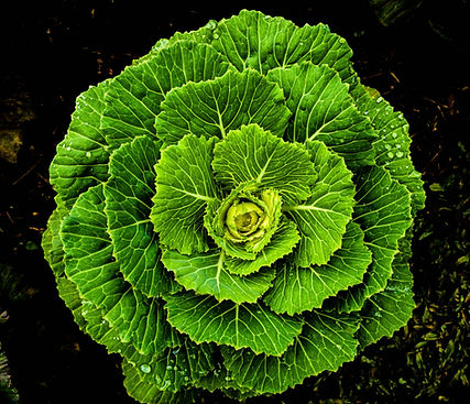 Covercabbage.jpg