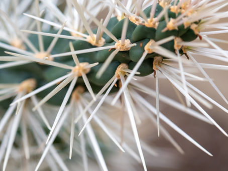 Never confess, never apologize