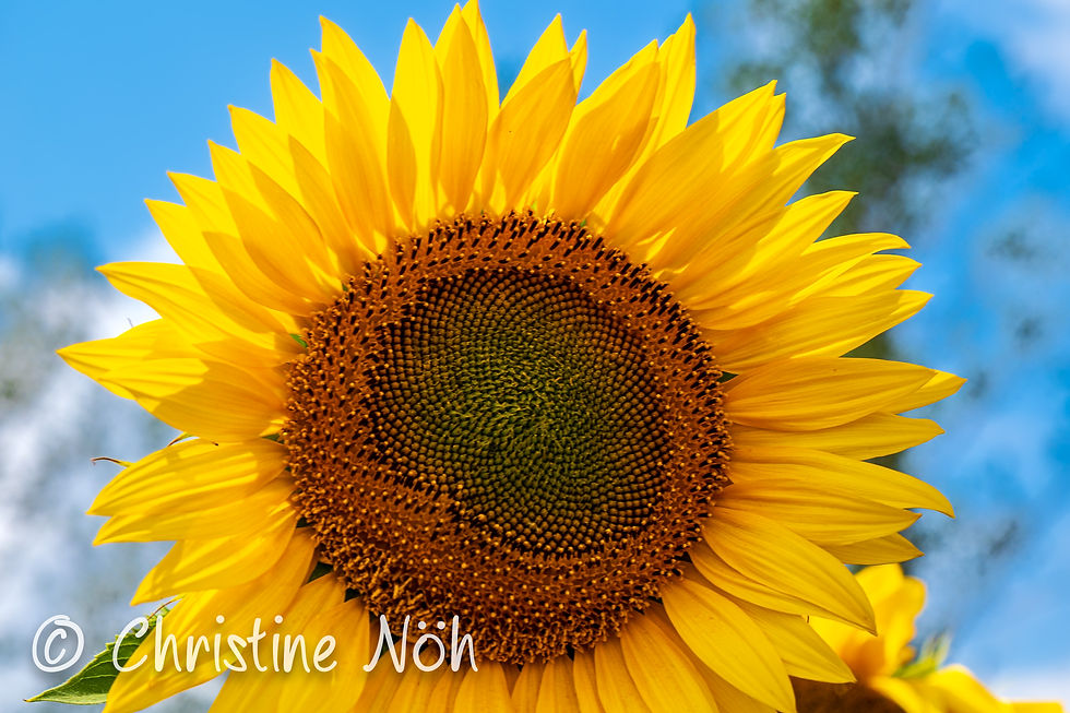 Be my sunshine