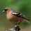 Thumbnail: Finches