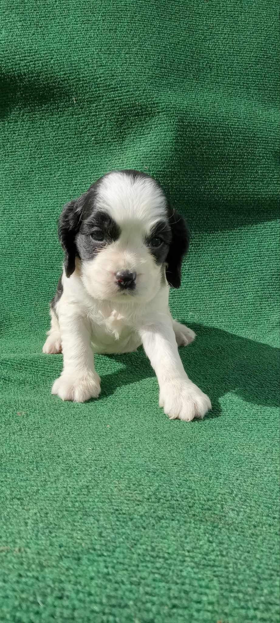 Cockers spaniel puppy 