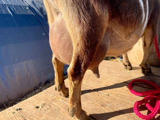 Suitor's BB Hippie Juice 1*M AVEV83