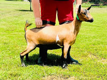 Suitor's BA Miss Muffet 1*M VVVV88