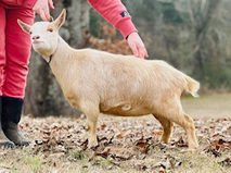 Stratton Creek PA Bella