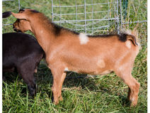 Old Mountain Farm MistaSpot