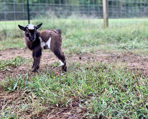 Stratton Creek FT UncommonSage