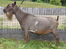 Old Mountain Farm Bravo Quinn +*B