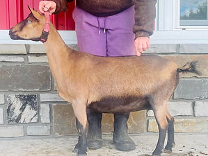 Goats N Gunz DS Ellie Mae
