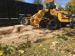 Stump Grinding