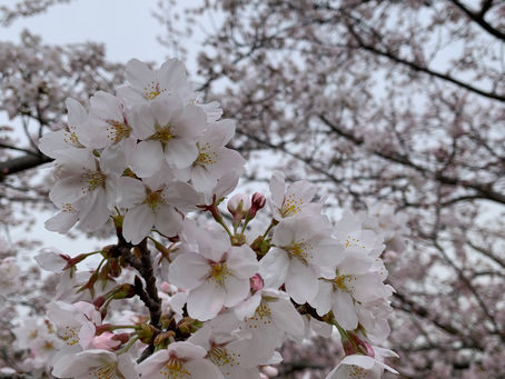 🌸4月 行事予定🌸