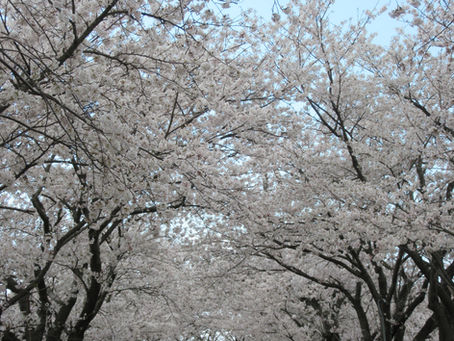 久しぶりの更新でございます。