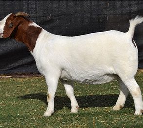 BATY 23118 Commercial Wether Dam