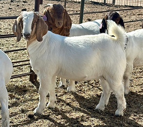 Cup Commercial Wether Dam