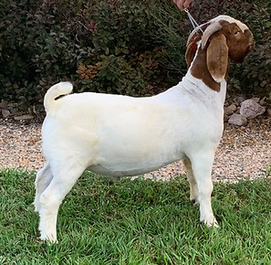 MTSI Terminator ABGA registered fullblood buck