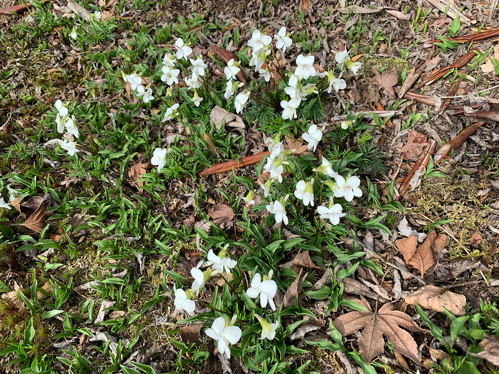 庭の草花
