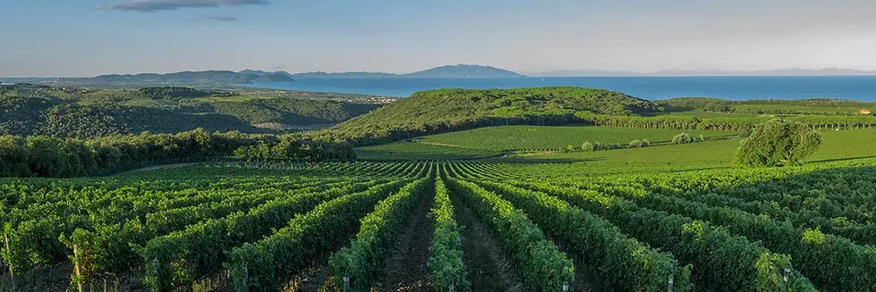argentiera-vigneti-terroir-argentiera.webp