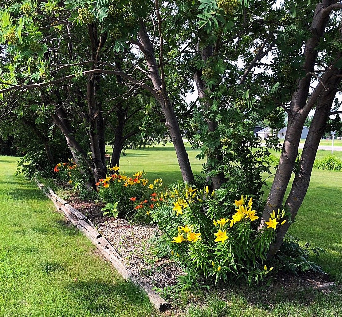 Mature Trees and flowers