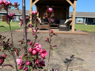 The Fruits Trees are planted!