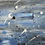 Thumbnail: Bark at the moon