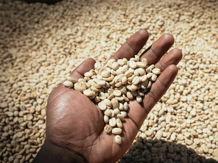 Ethiopian Yirgacheffe Banko Gotiti (Grade 1)
