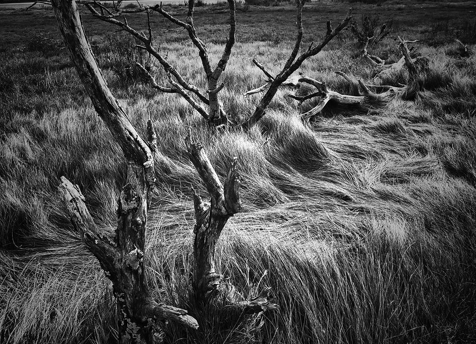 Old Antlers