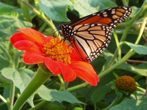 Bunga Zainal dan putranya sedang berdoa di Golden Temple, India