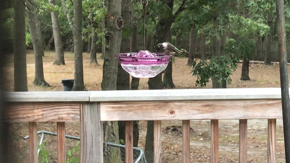 Thumbnail: Aspects HummBlossom Plum Hummer Feeder 434