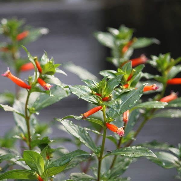 Thumbnail: David Verity c. platycentra   Quart Pot