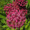Thumbnail: Showy Swamp Milkweed: a. incarnata ssp. pulchra Quart Pot