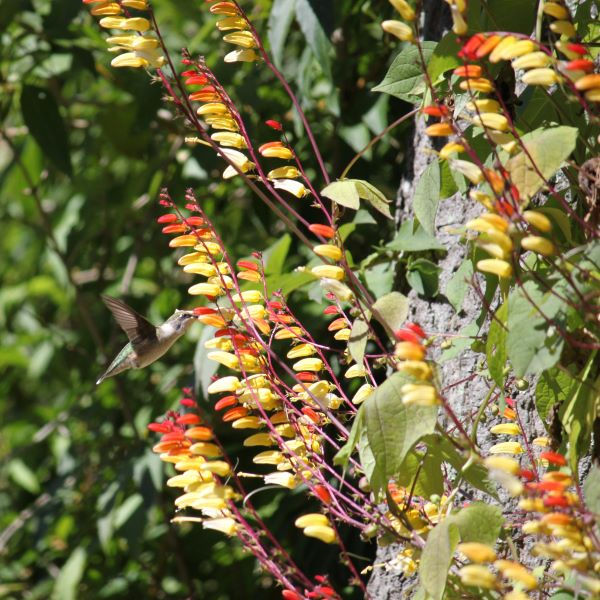 Thumbnail: Mina Lobata i. lobata Pint Pot Staked